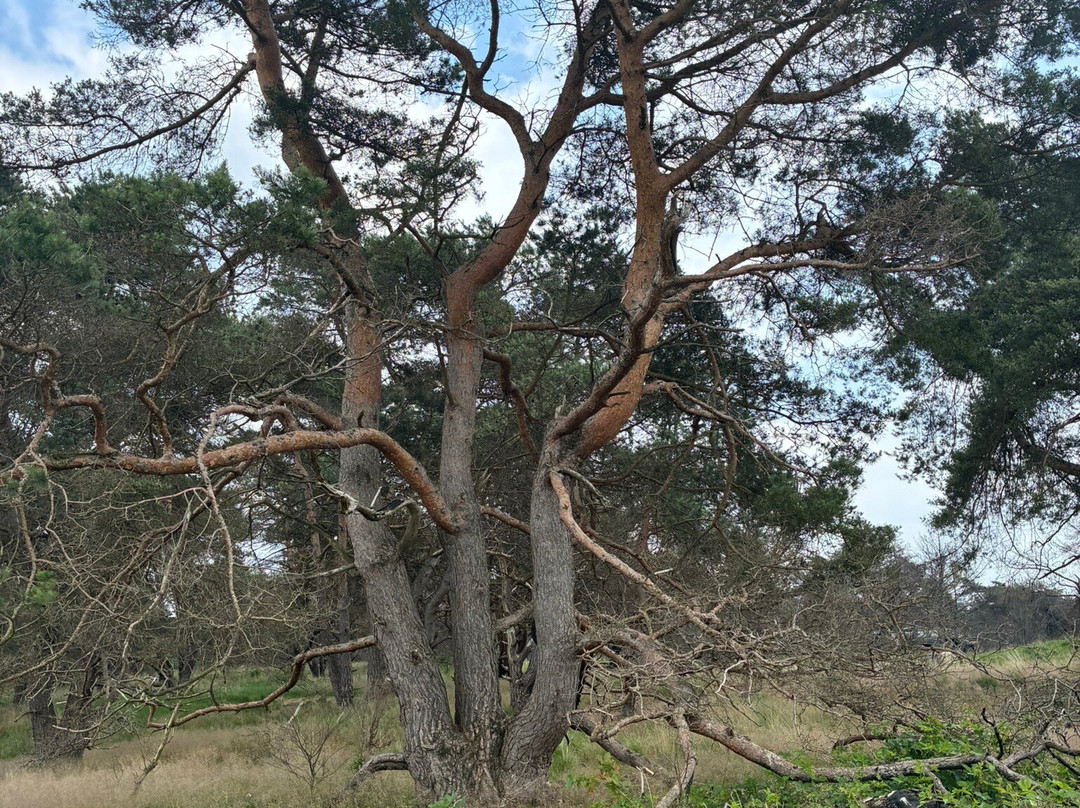 Nationale Park Hoge Veluwe-奥特洛必去景点