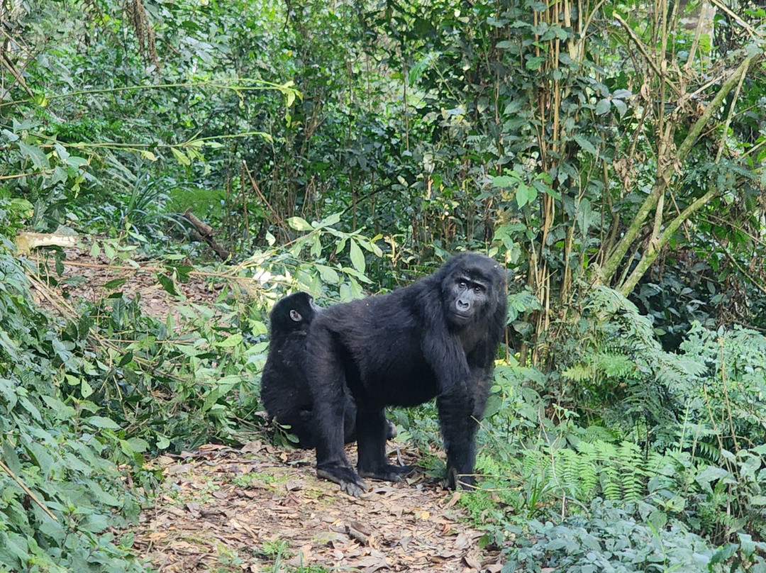 Gorilla Safari Consultants-坎帕拉必去景点