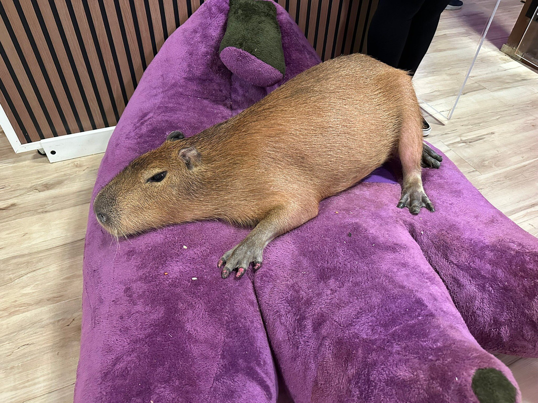 Wild Encounters - A Capybara Cafe