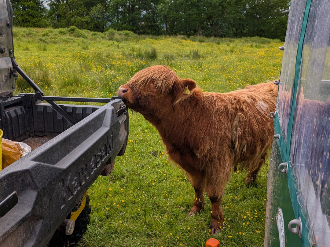 Nether Glenny Farm - Coos and Views-斯特灵必去景点