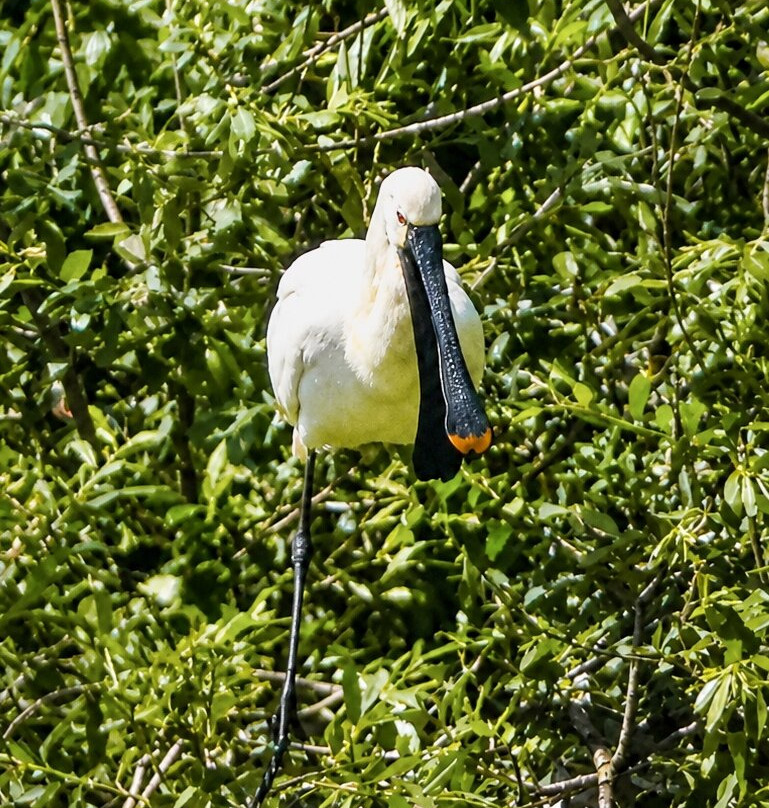 RSPB Fairburn Ings nature reserve-Castleford必去景点