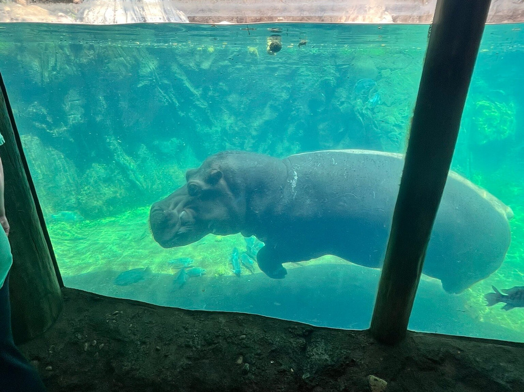 Cincinnati Zoo & Botanical Garden-辛辛那提必去景点
