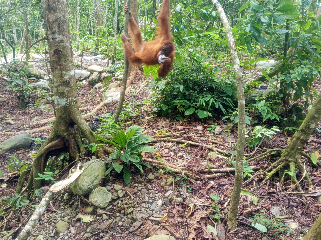 Bukit Lawang - Jungle Trekking Sumatra-武吉拉旺必去景点