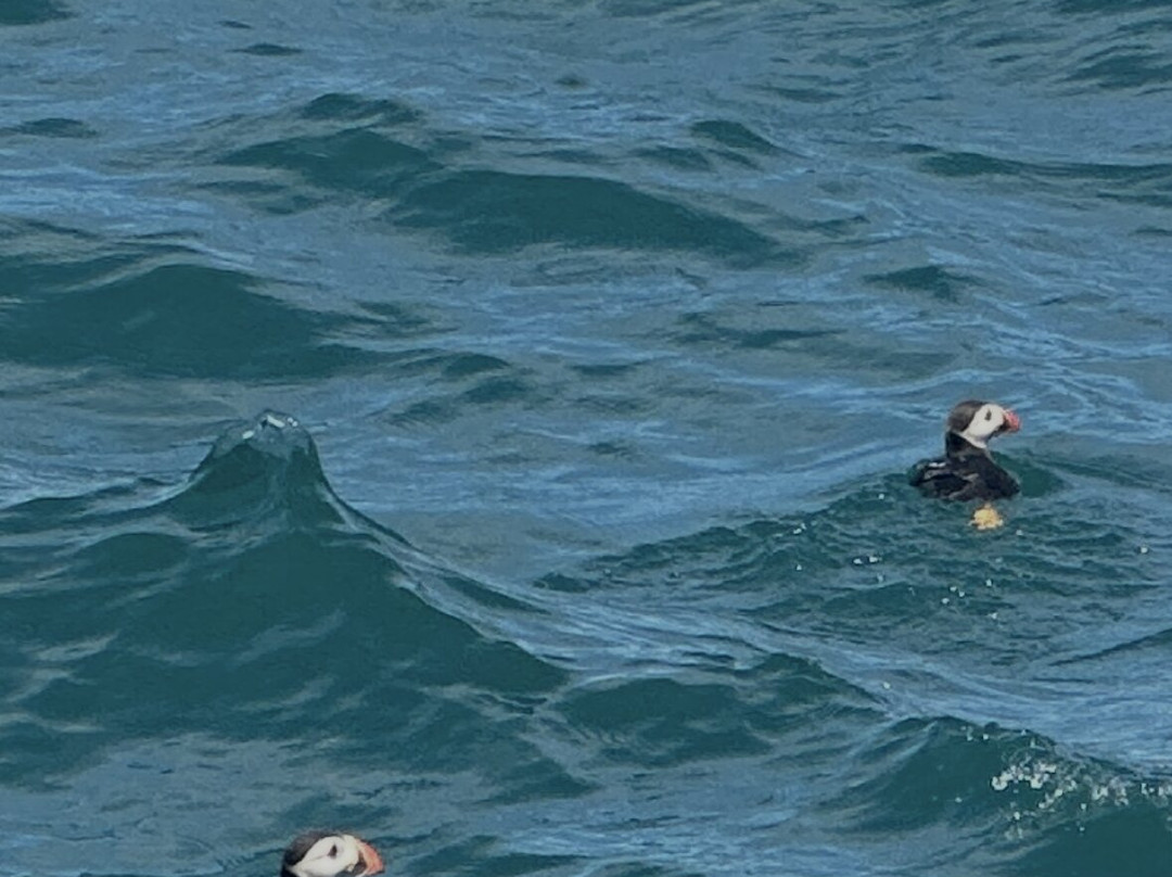 Pembrokeshire Islands Boat Trips-Marloes必去景点