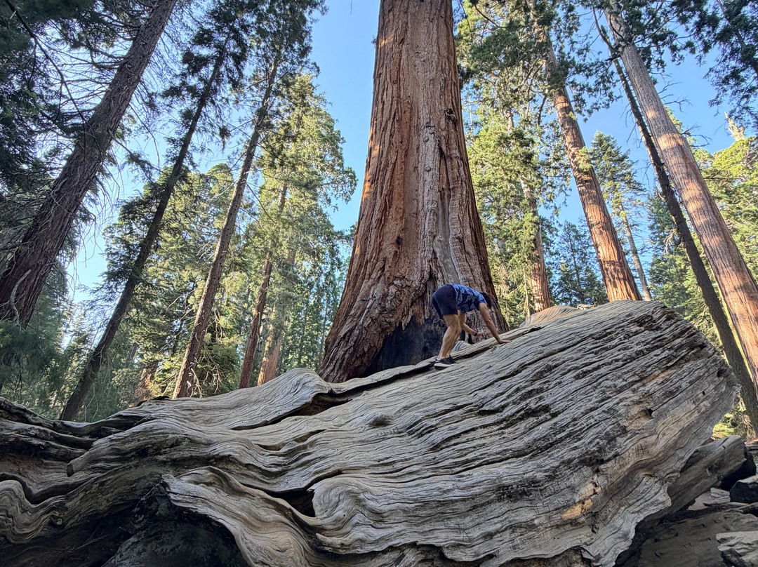 General Grant Tree Trail-红杉&国王峡谷国家公园必去景点