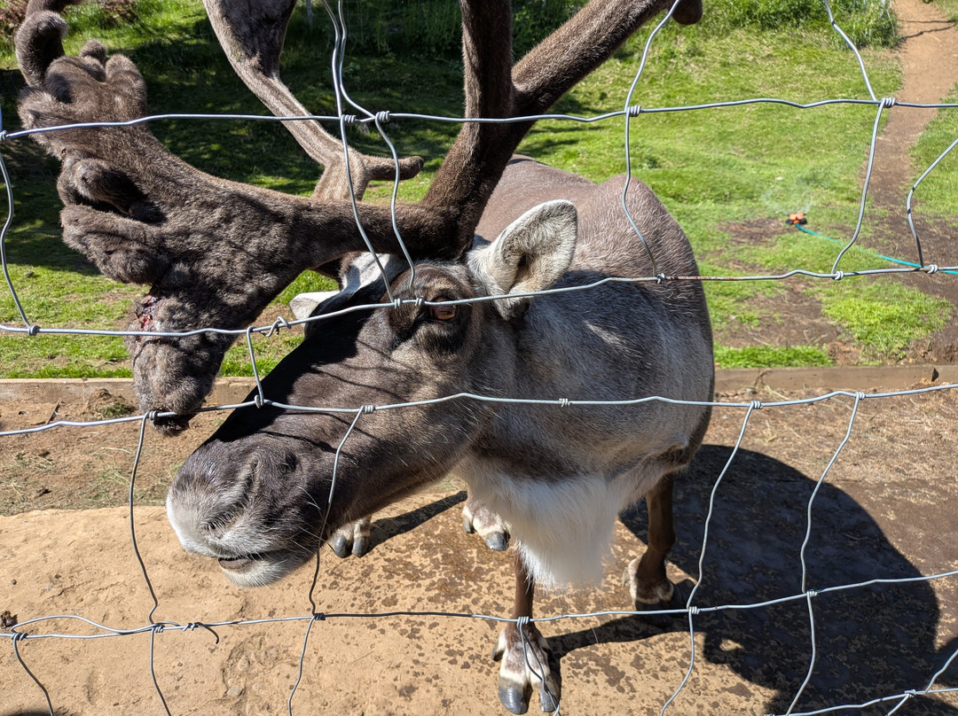 Reindeer Park / Hreindýragarðurinn