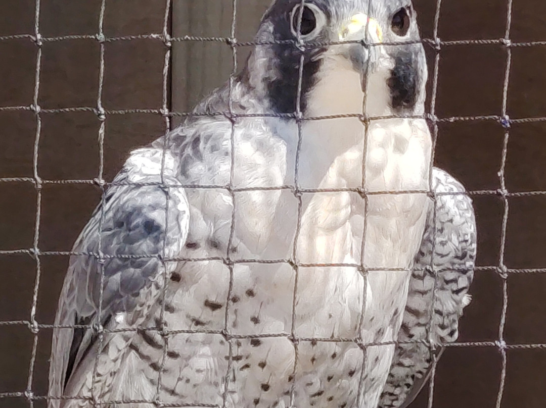 The British Bird of Prey Centre-喀麦登必去景点