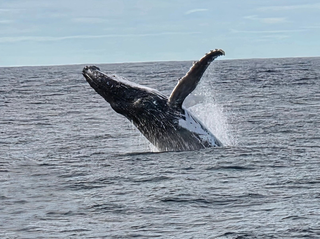 Go Whale Watching Sydney-悉尼必去景点