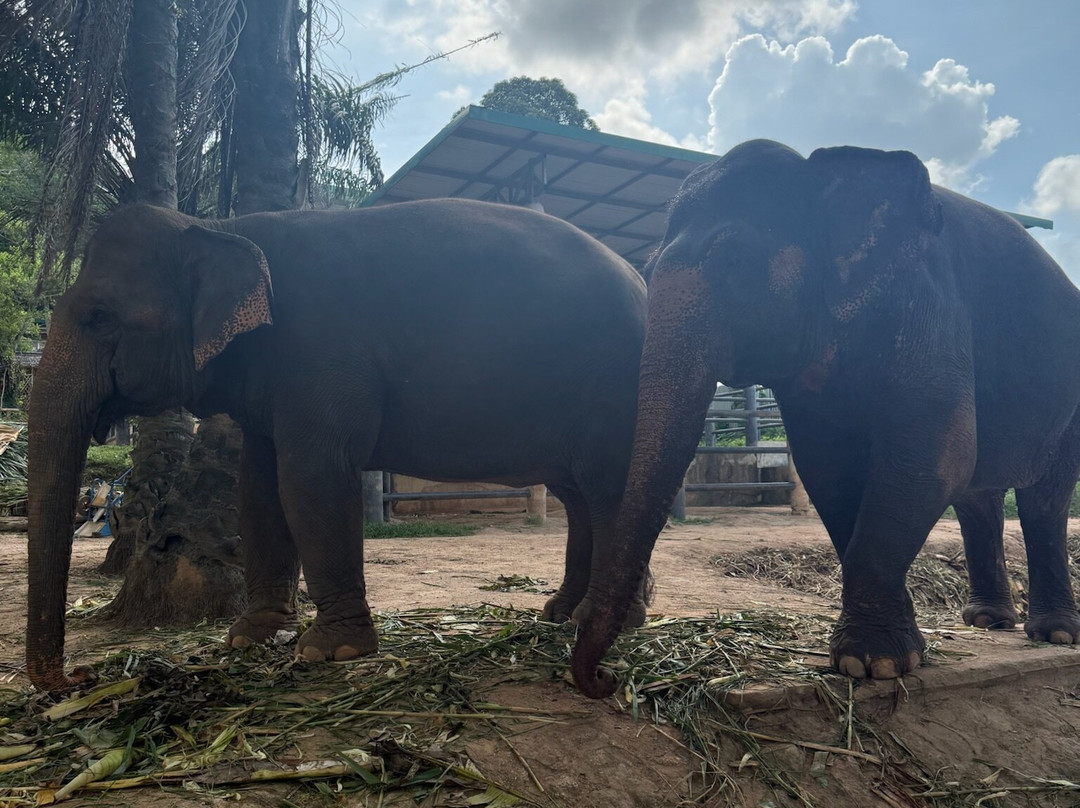 Phuket Elephant Nature Reserve-他朗必去景点