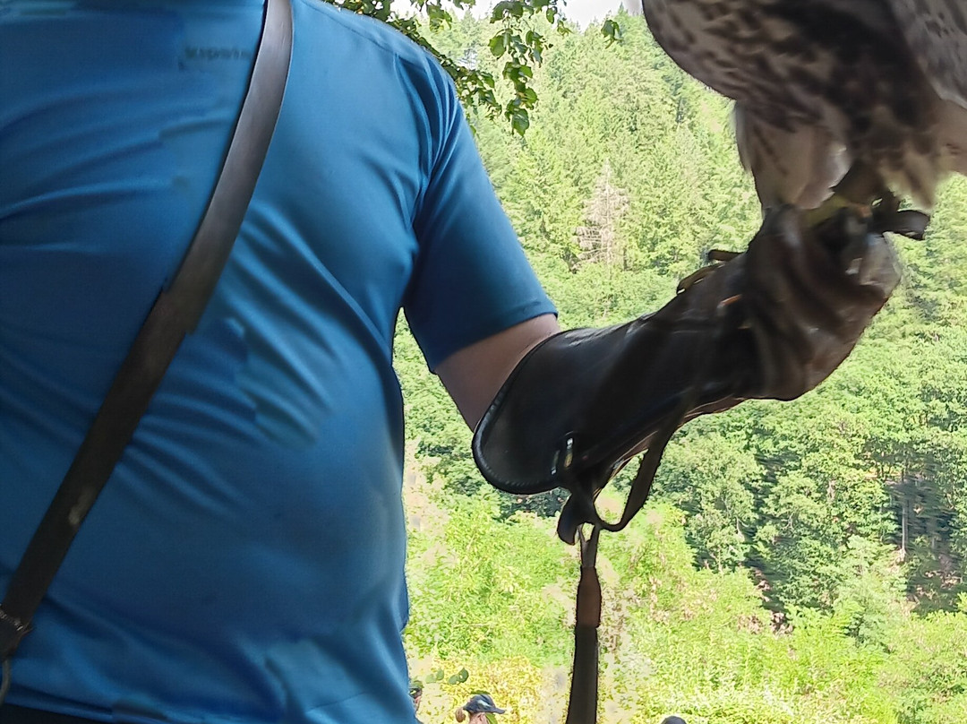 Greifvogelpark-萨尔堡必去景点
