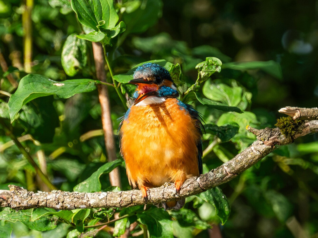 GG Wildlife Experiences Ltd-Goring-on Thames必去景点