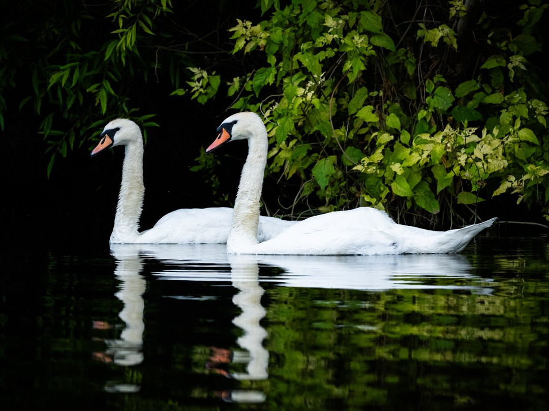 GG Wildlife Experiences Ltd-Goring-on Thames必去景点