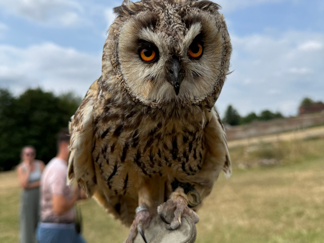UK Owl And Raptor Centre-Groombridge必去景点