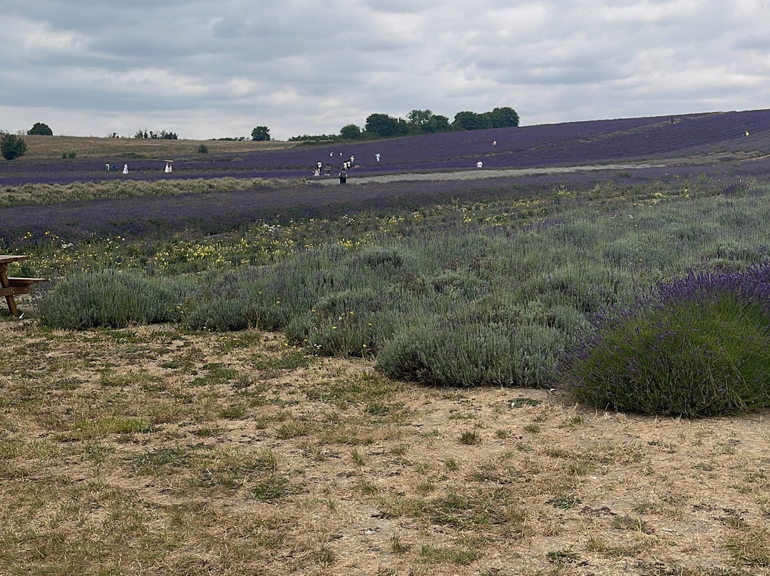 Hitchin Lavender-Ickleford必去景点