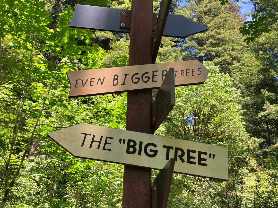 Big Tree-Orick必去景点