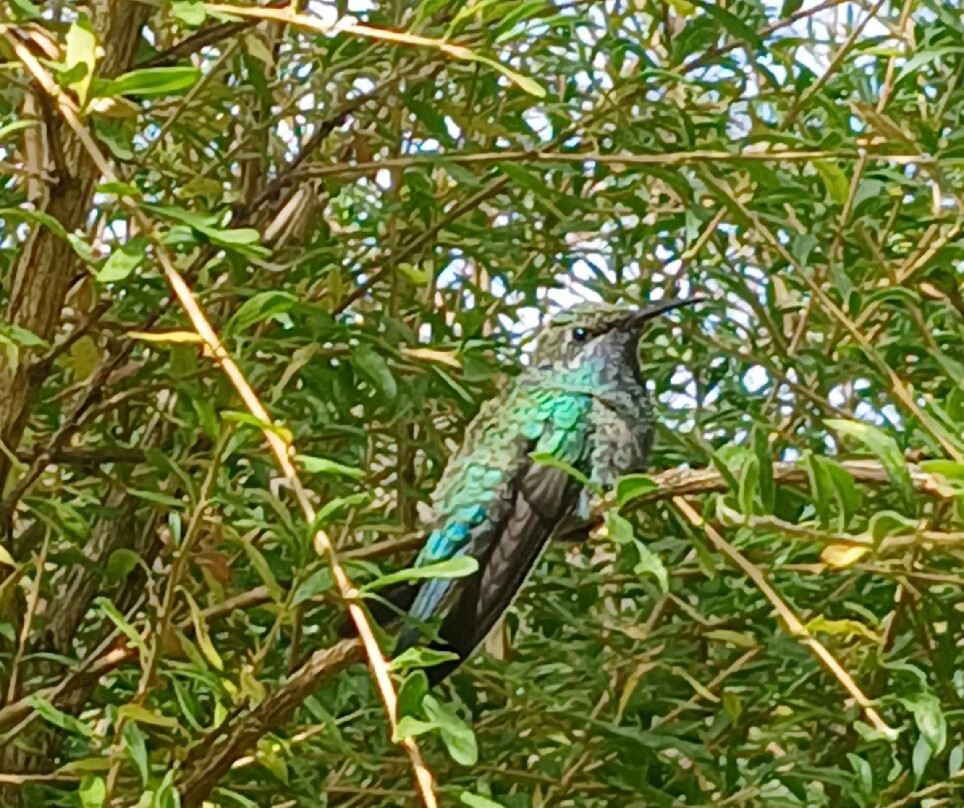 Santuario de colibríes - Ensifera Ensifera-乌鲁班巴必去景点
