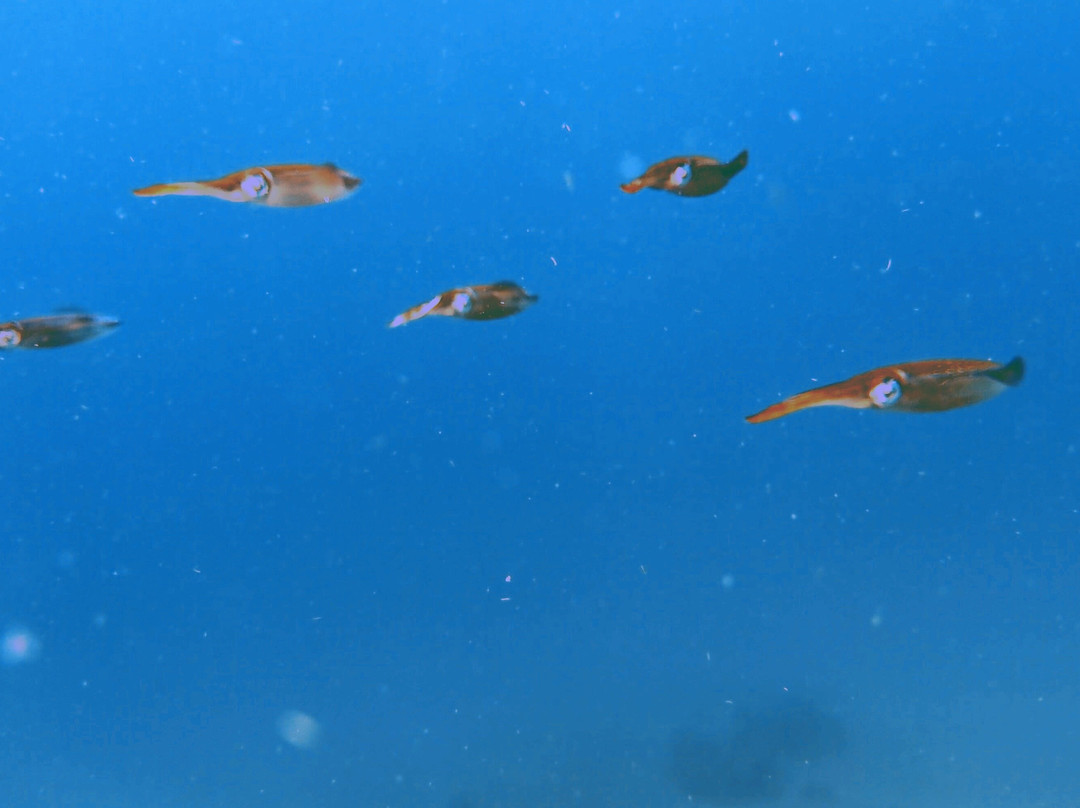 Scubaqua Dive Center-圣尤斯泰希厄斯岛必去景点