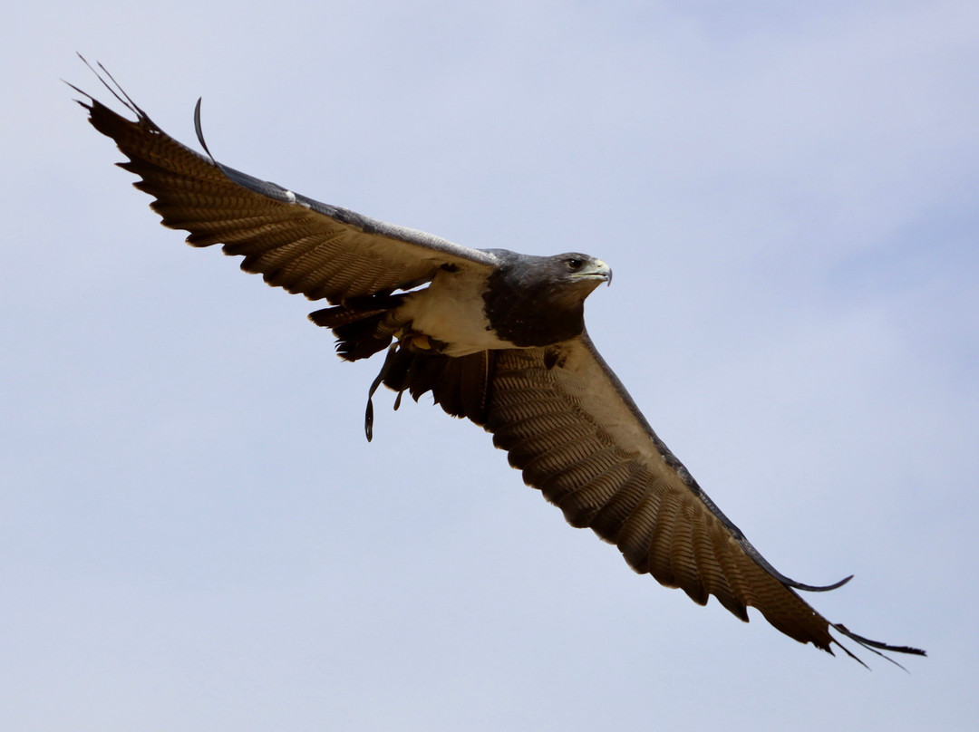 York Bird of Prey Centre-伊辛瓦必去景点
