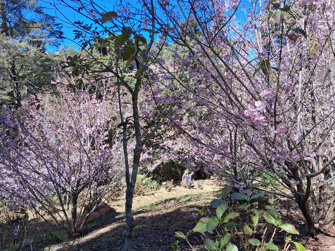 Parque das Cerejeira-坎普斯－杜若尔当必去景点