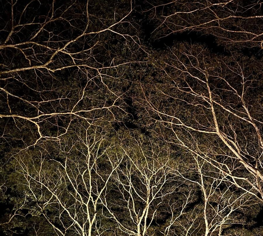 Flames of the Forest-道格拉斯港必去景点