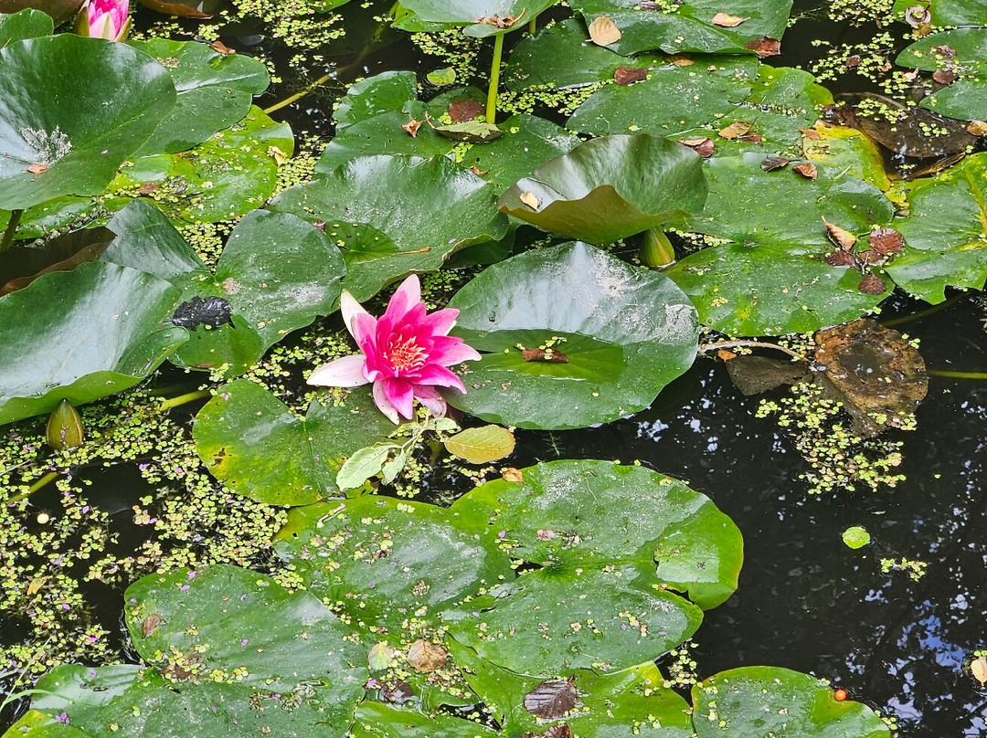Westonbury Mill Water Gardens-Pembridge必去景点