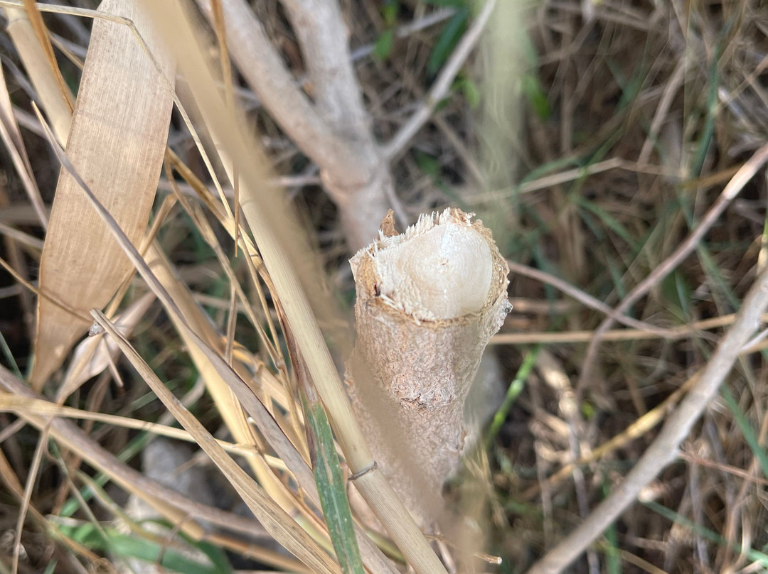 Hipica Mangueta-贝赫尔－德拉弗龙特拉必去景点