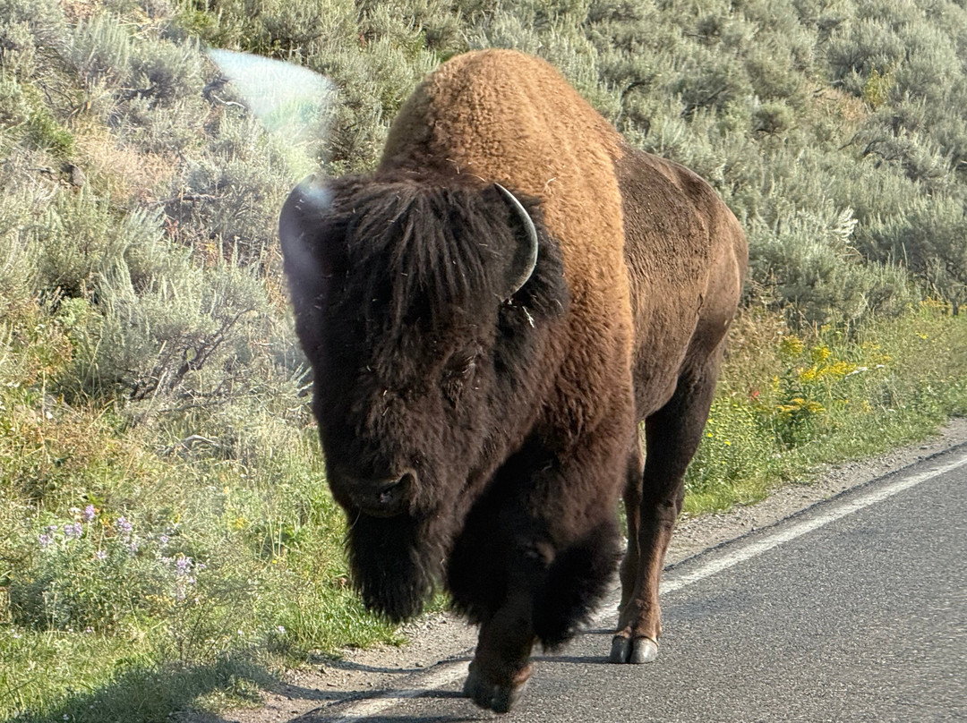 Yellowstone Wolf Tracker-加德纳必去景点