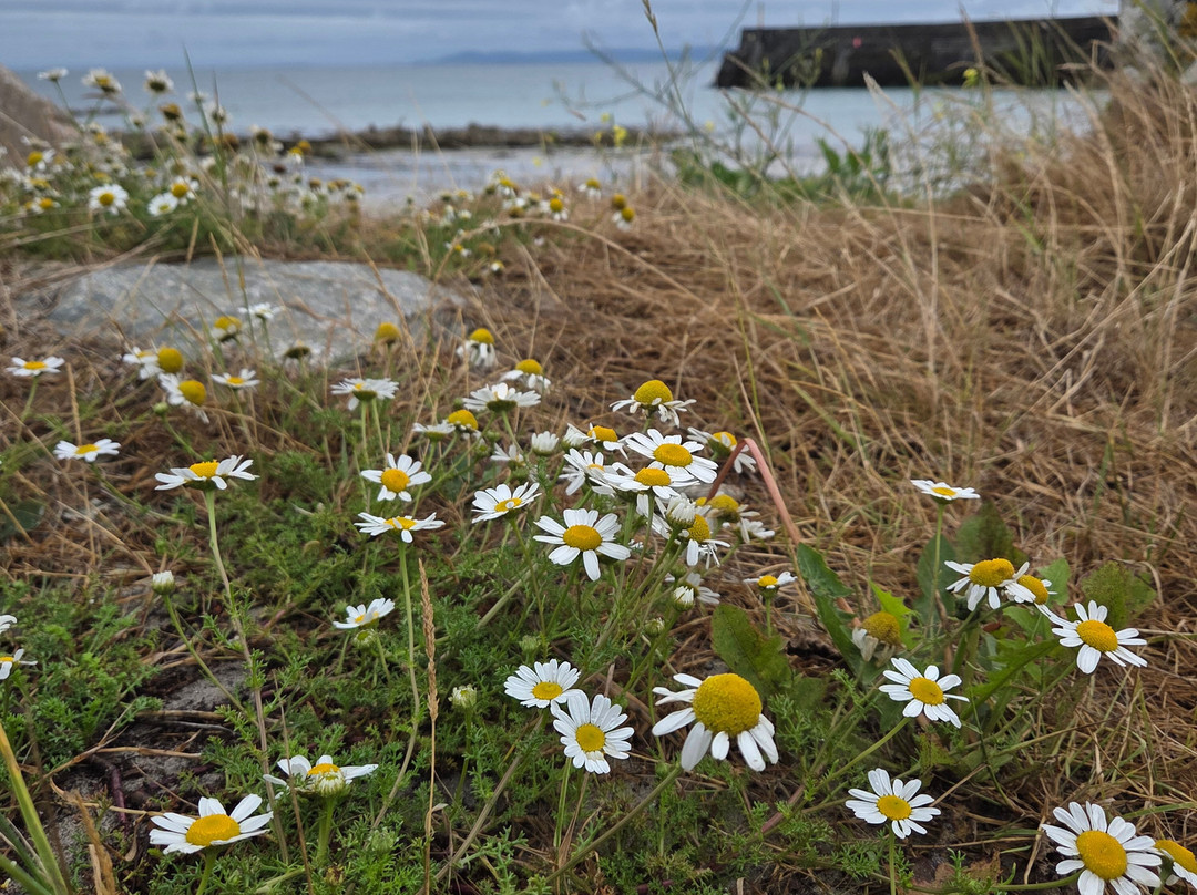 Bláthanna Fiáine Wildflower Walks-Inishmann必去景点