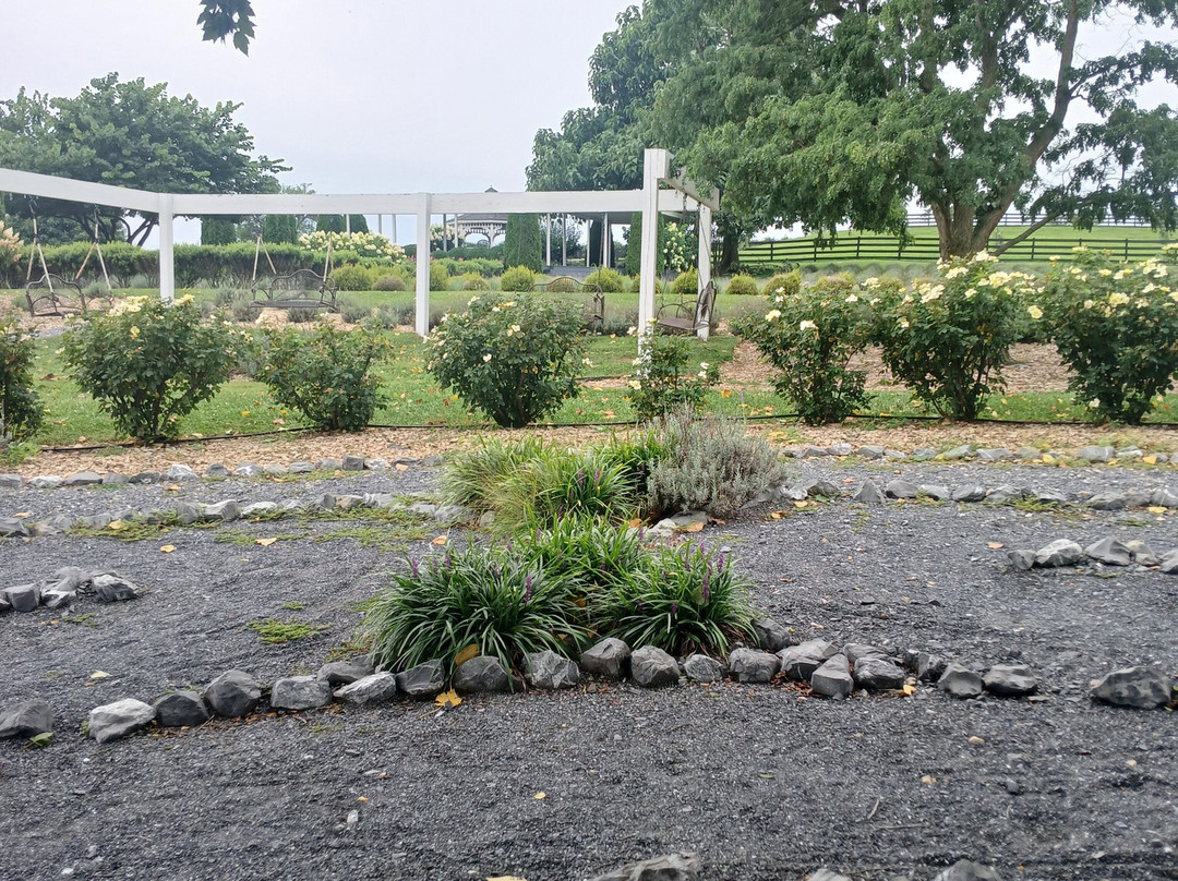 White Oak Lavender Farm & The Purple WOLF Tasting Room-哈里森堡必去景点