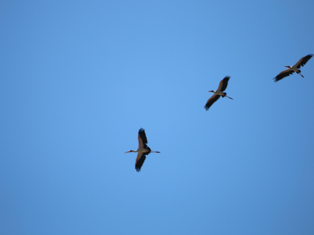 Nata Bird Sanctuary-Nata必去景点