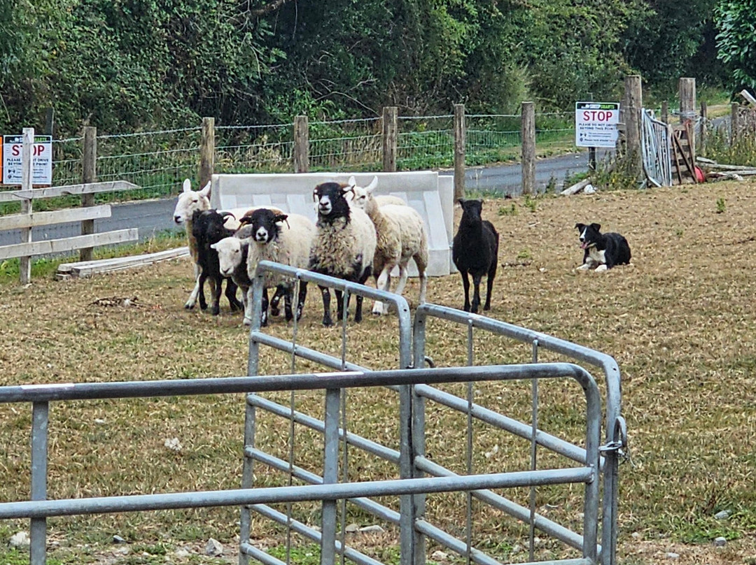 Sheep Smarts-Rathdrum必去景点