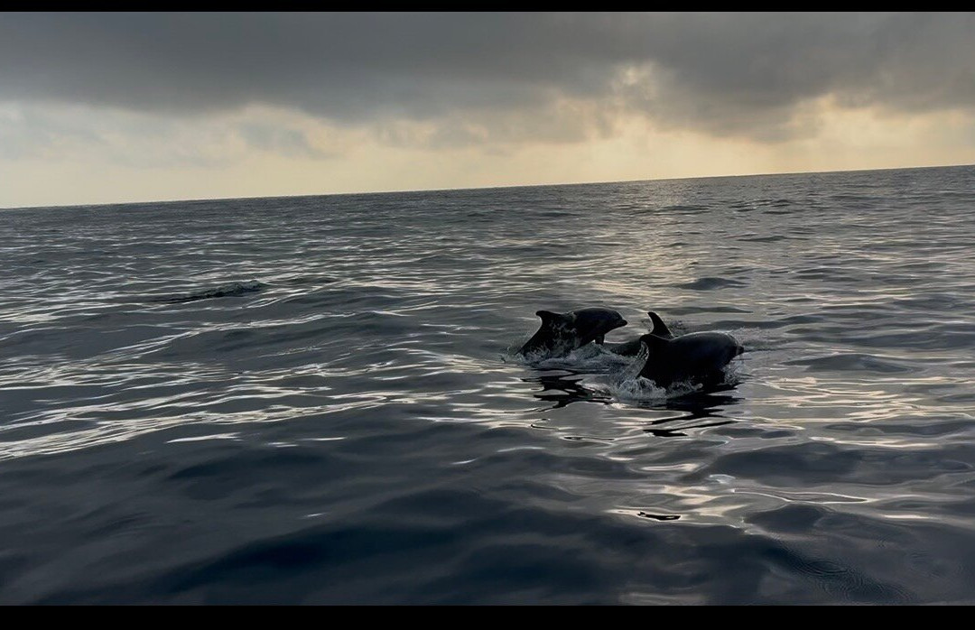 Capelinhos Ocean Tours-奥尔塔必去景点