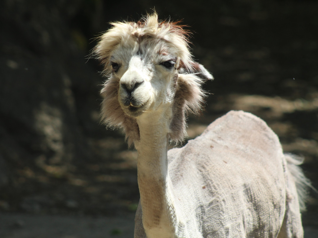 Zoo Salzburg-安妮夫必去景点