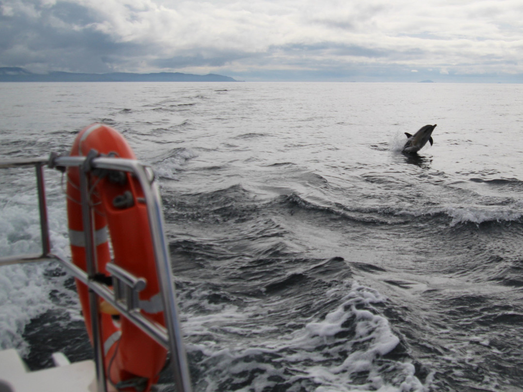 Basking Shark Scotland-奥本必去景点