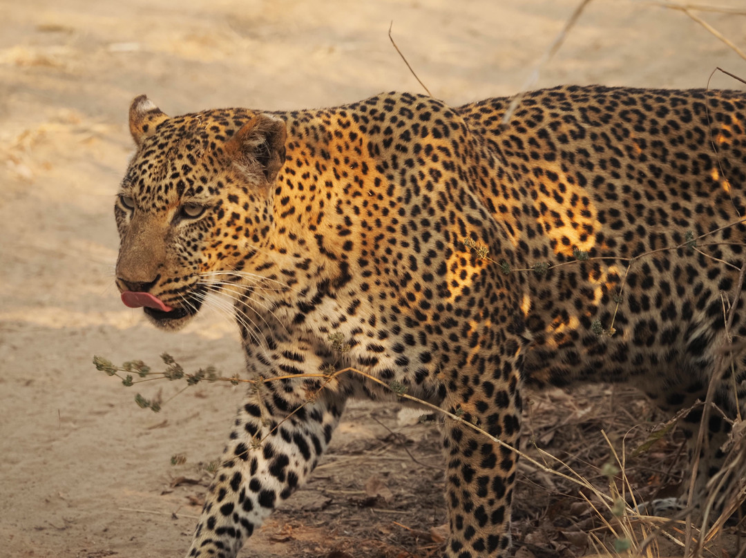 Absolute Zambia Safaris-卢萨卡必去景点