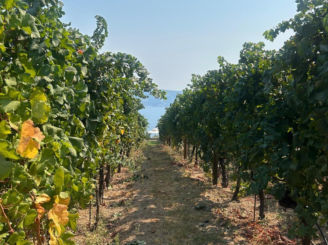 Savina Winery-赫尔采格诺维必去景点