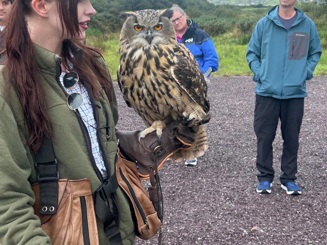 Kingdom Falconry - Dingle-丁格尔必去景点