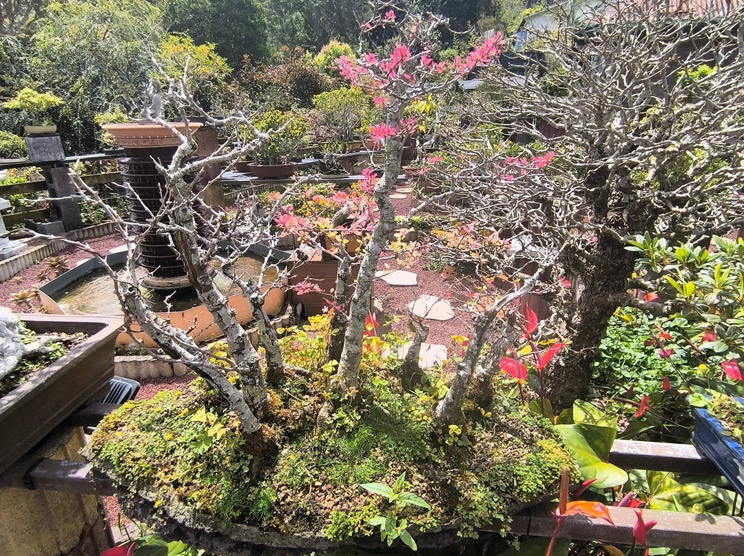 Jardin de Bonsais-圣路易岛必去景点