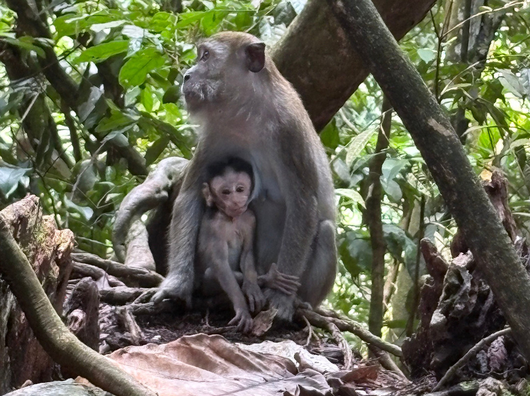 Bukit Lawang Jungle Trekking-武吉拉旺必去景点