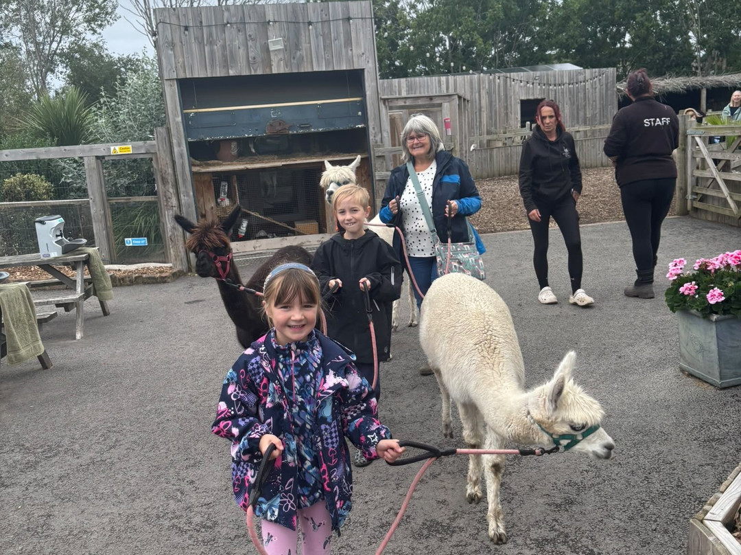 Nanny Sharon's Alpaca Farm C.I.C-Prenton必去景点