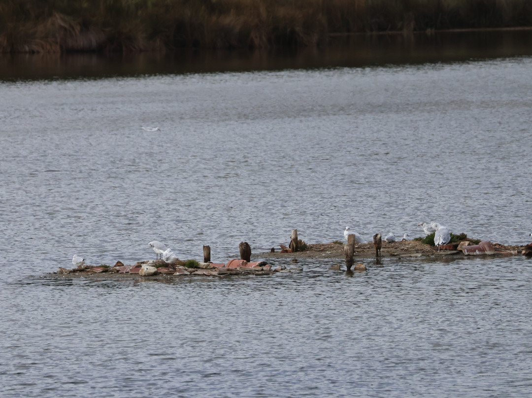 Birds Of Poole Harbour Events-普尔必去景点
