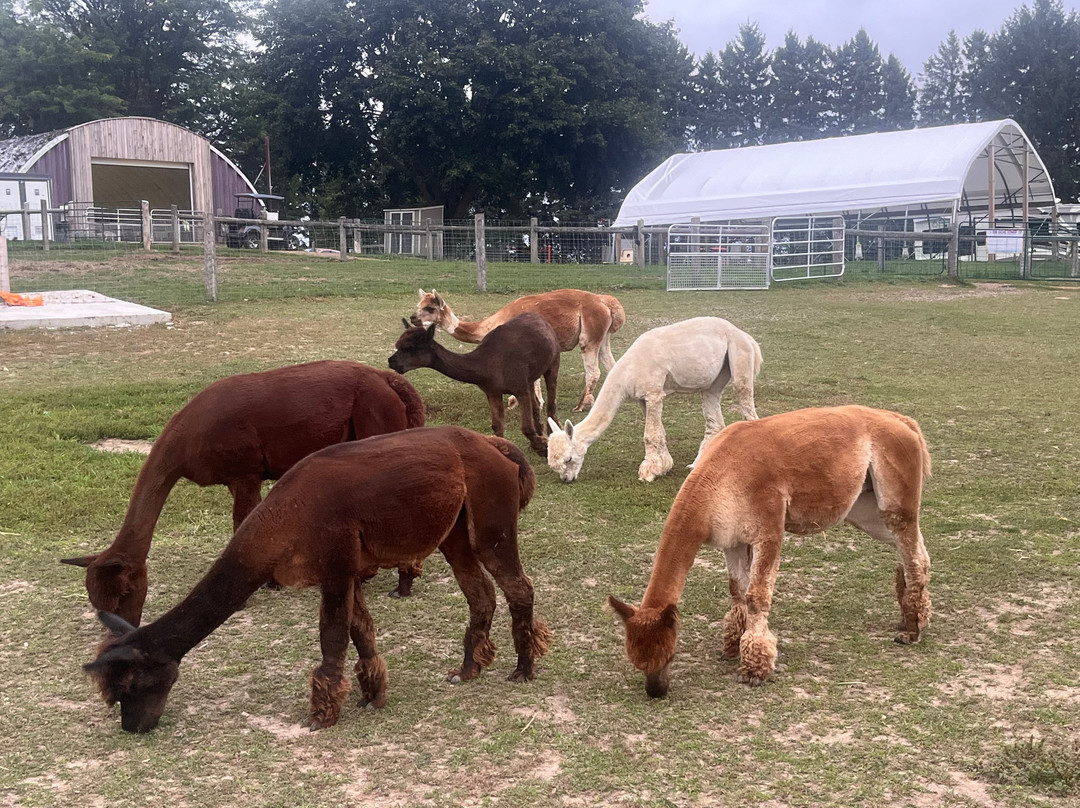 Udderly Ridiculous Farm Life-Blandford-Blenheim必去景点