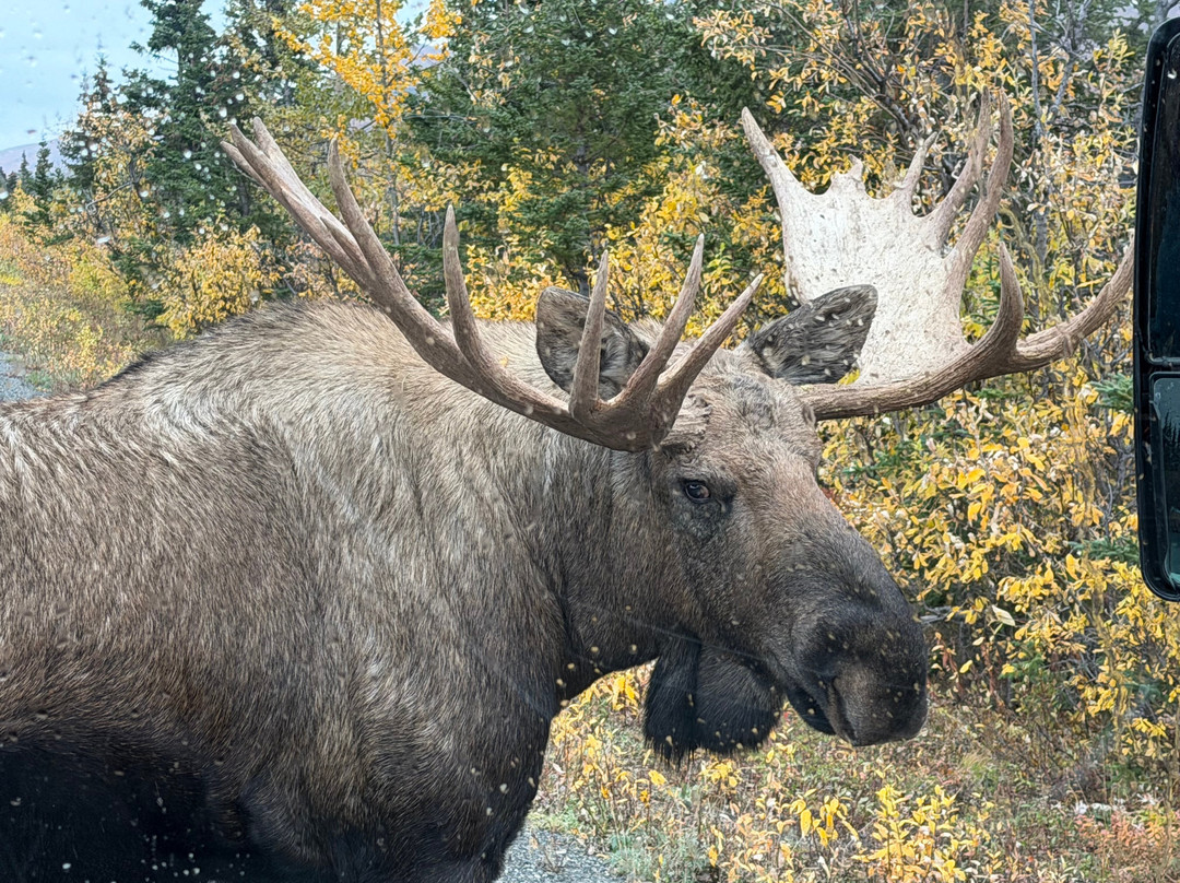Tundra Wilderness Tour-Denali Park必去景点