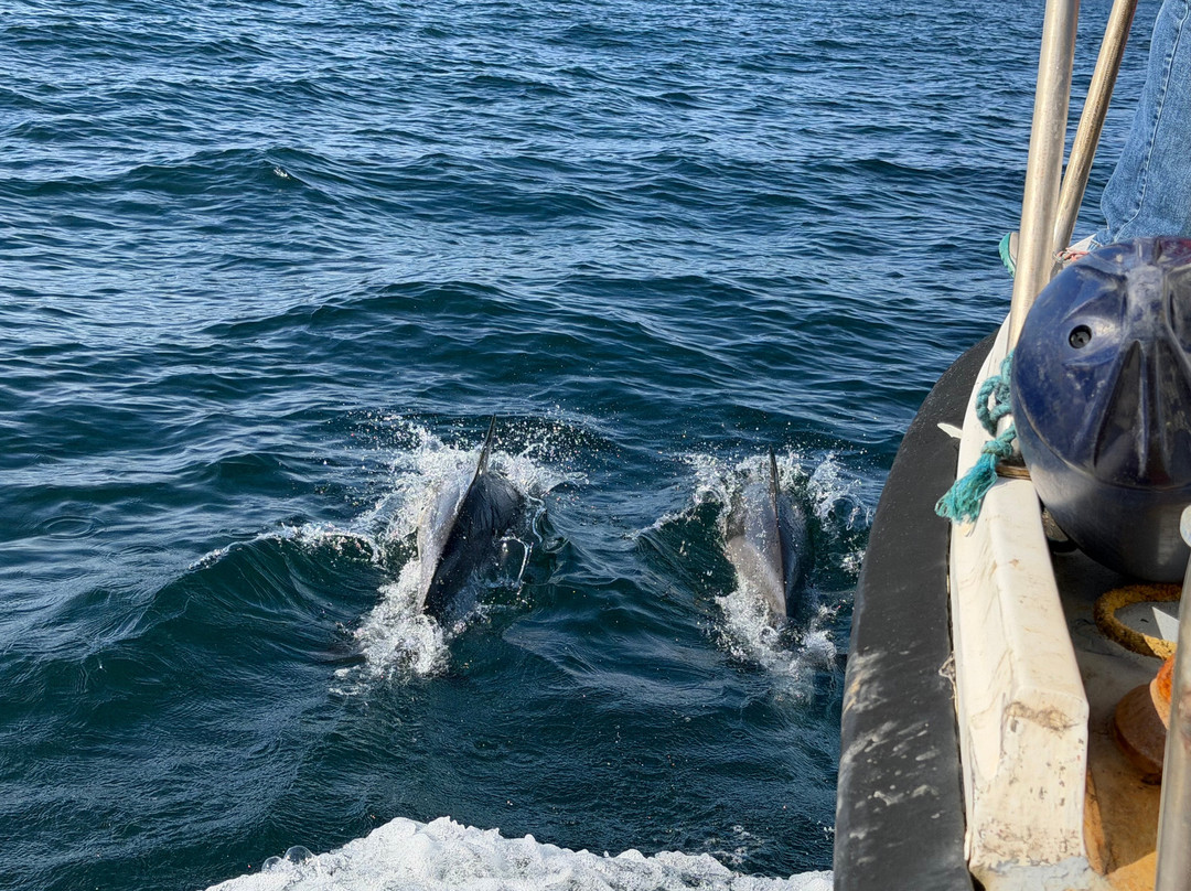 West Cork Ocean Tours-Union Hall必去景点