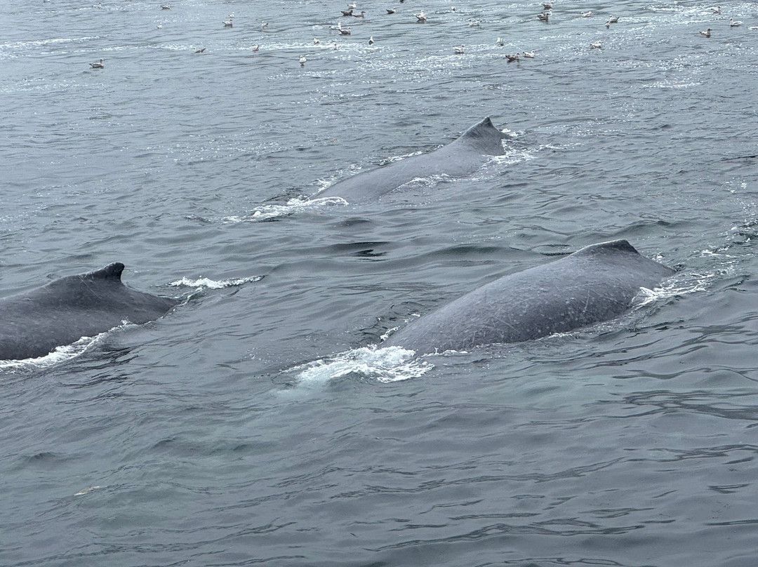 Icy Strait Whale Adventures-胡纳必去景点