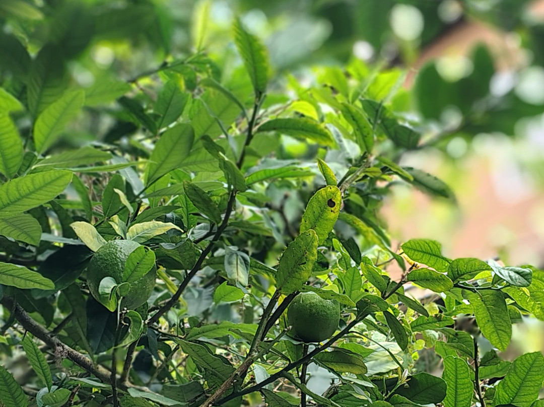 Summit Bougainvillea Tea Resort主图