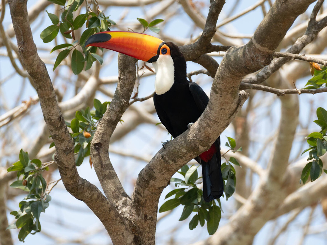 Olsen Photo Tours - Wildlife Experiences-Porto Jofre必去景点
