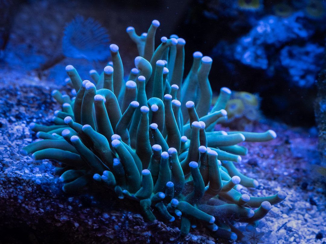 Deep Blue Aquarium Tour-安娜堡必去景点