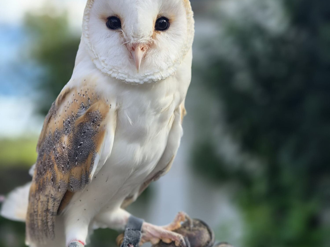 North Devon Hawk Walks-South Molton必去景点