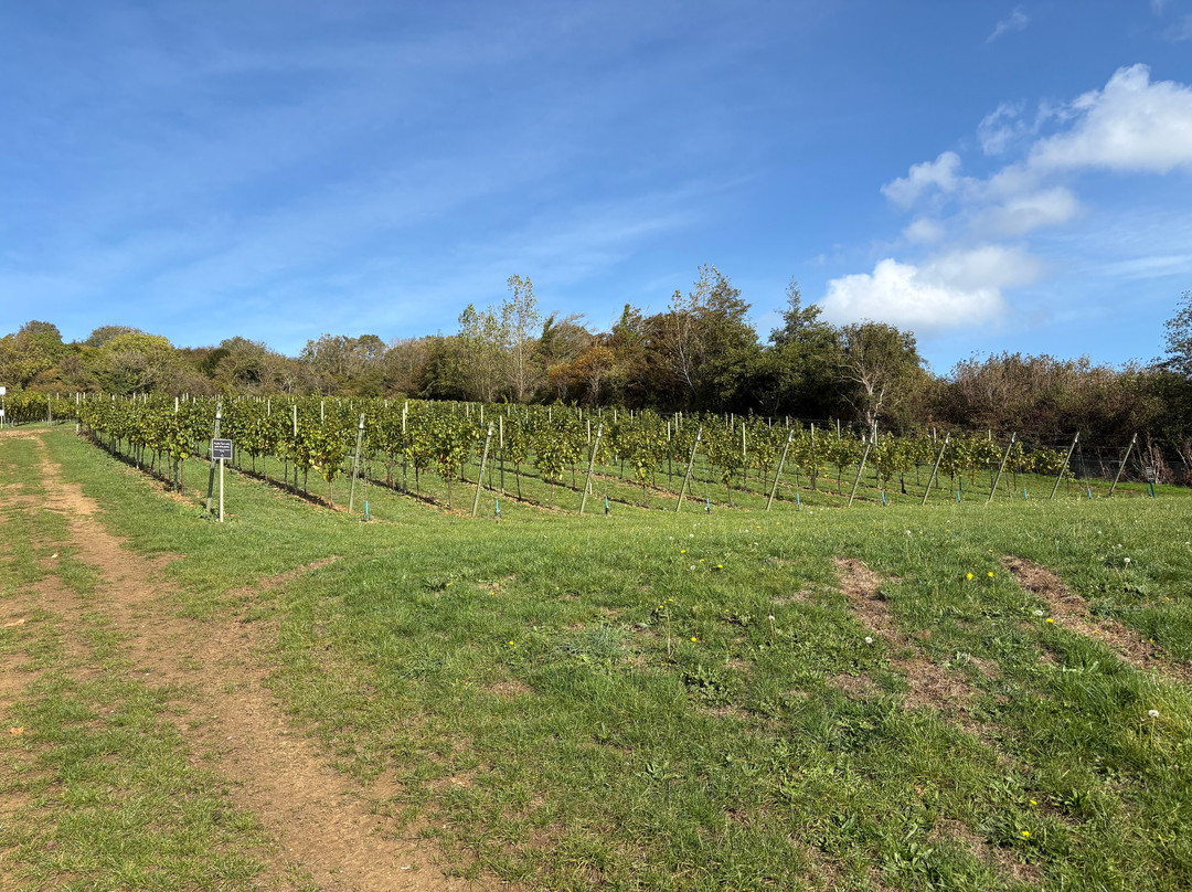 Adgestone Vineyard-Brading必去景点